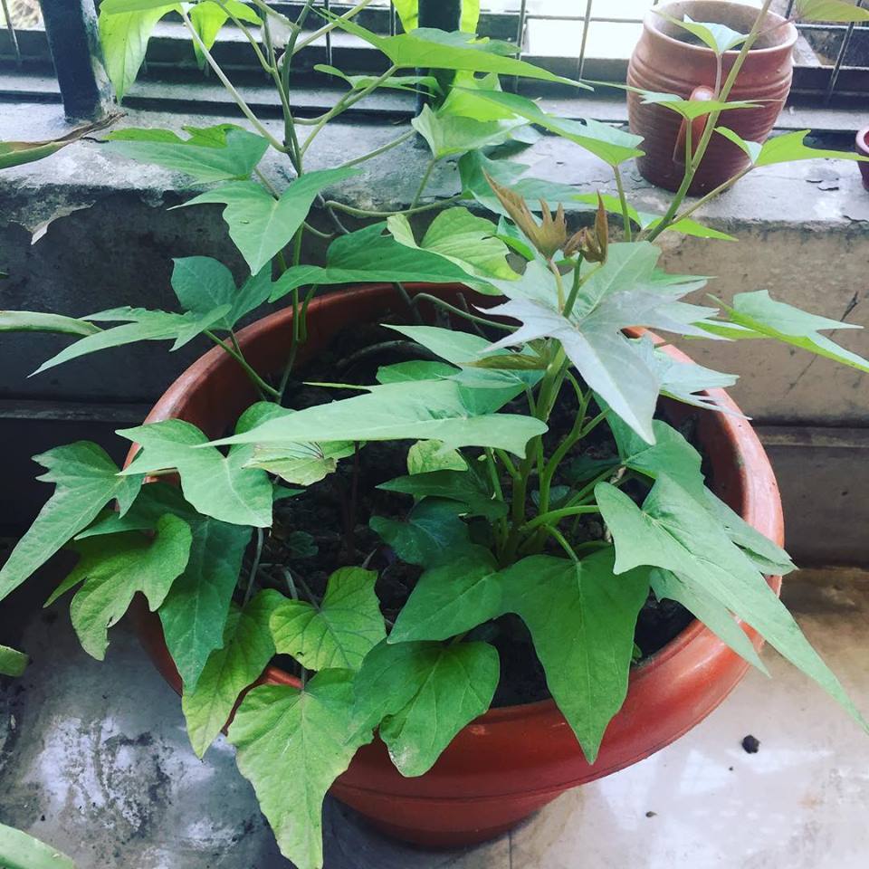 Growing 100 plants